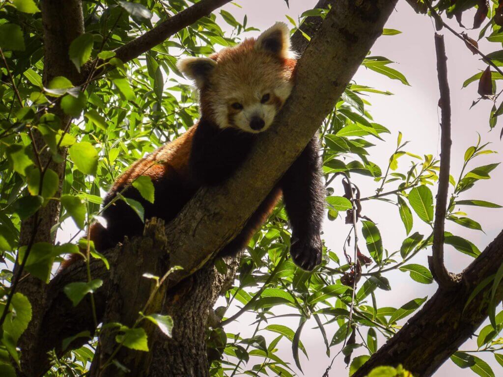Red Panda at Newquay Zoo